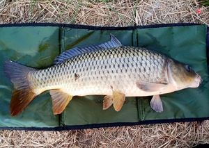 Common Carp