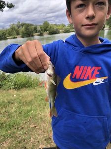 European Perch
