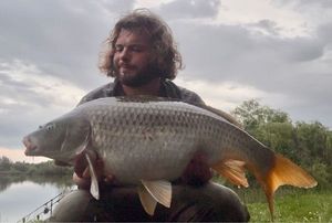 Common Carp