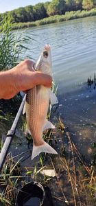 Flathead Grey Mullet