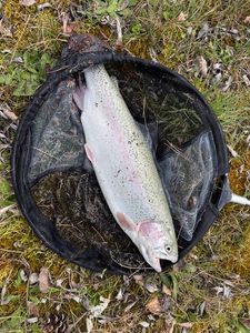 Rainbow Trout