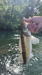 Zander