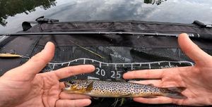 Brown Trout