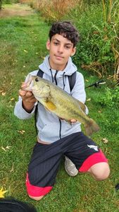 Largemouth Bass