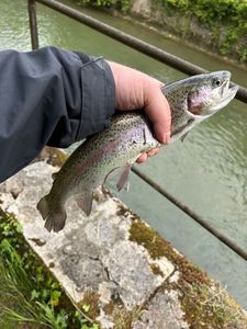 Rainbow Trout