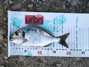 Gilthead Seabream