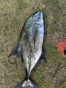 Bluefin Trevally
