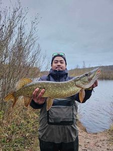 Northern Pike