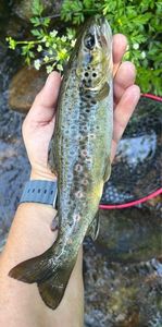 Brown Trout