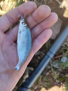 Roach