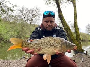 Common Carp