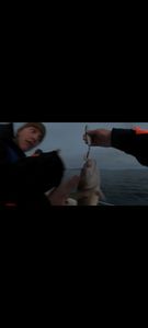 Atlantic Cod (Baltic)