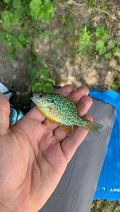 Green Sunfish