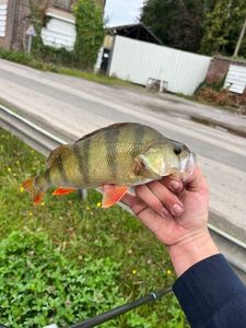 European Perch