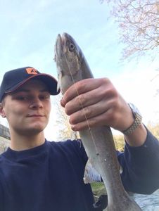 Rainbow Trout