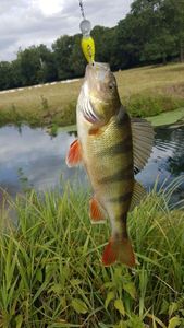 European Perch