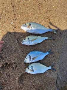 Gilthead Seabream