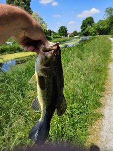 Largemouth Bass