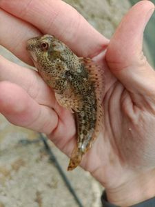 Common Intertidal Fish