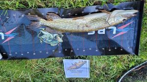 Northern Pike