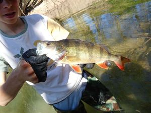 European Perch