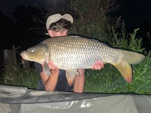 Common Carp