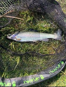 Rainbow Trout