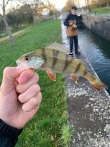 European Perch