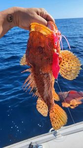 Red Scorpionfish