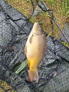 Leather Carp