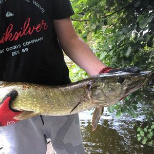 Northern Pike
