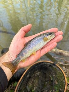 Brown Trout