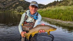 Brown Trout