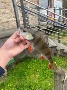European Perch