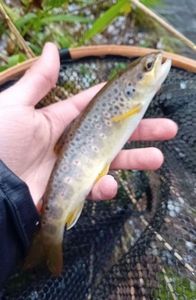 Brown Trout
