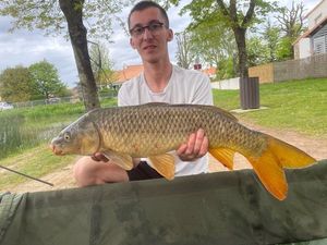 Common Carp