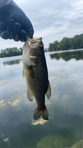 Largemouth Bass
