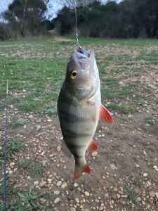 European Perch