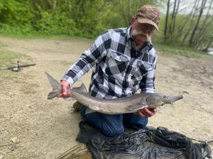 European Sturgeon
