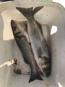 European Bass (Seabass)