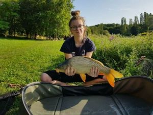 Common Carp