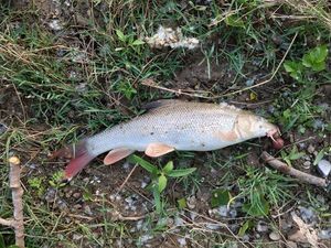 Barbel