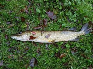 Northern Pike