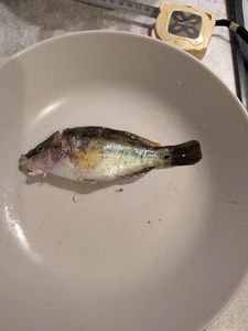 Axillary Wrasse
