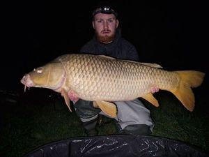 Common Carp