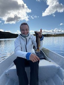 Brown Trout