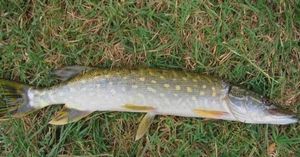 Northern Pike