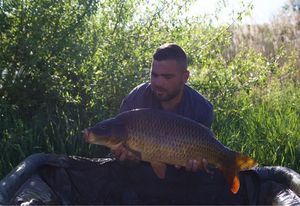 Common Carp
