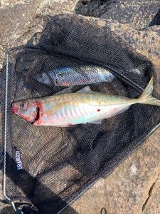 Atlantic Horse Mackerel