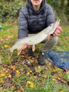 Northern Pike